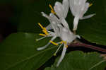 Amur honeysuckle